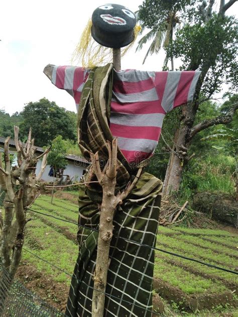 A Pambaya (scarecrow, hay.